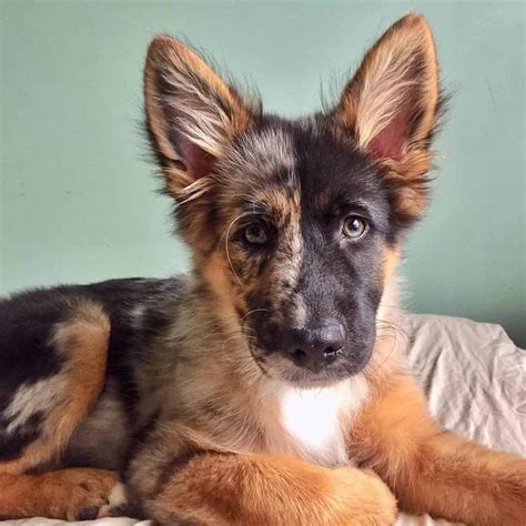 German Shepard Aussie Mix - MIXREDP