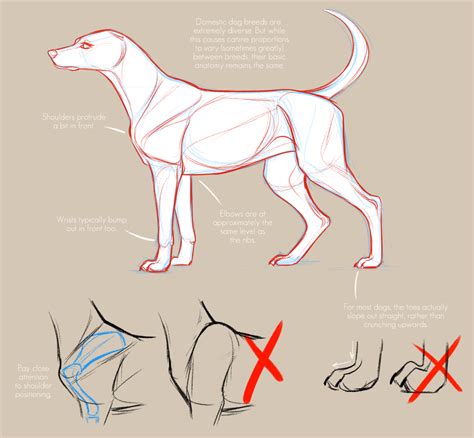 Releasing from my Patreon. Old notes on dog anatomy | Animal drawings ...