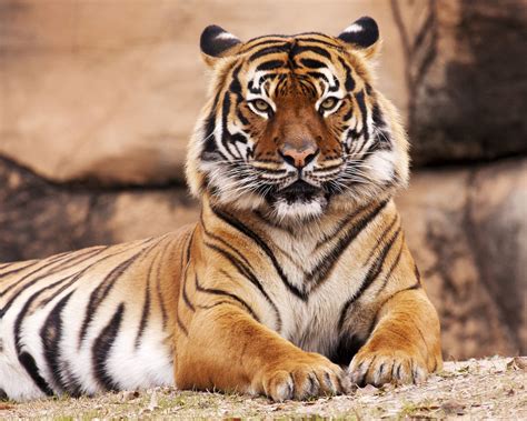 Big Cat 411: All About The Malayan Tiger