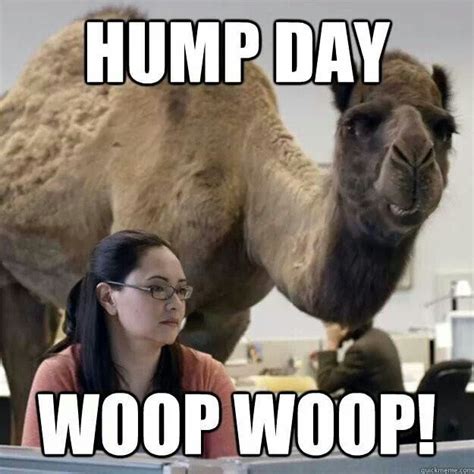 Hump day | Funny pictures, Hilarious, Funny memes