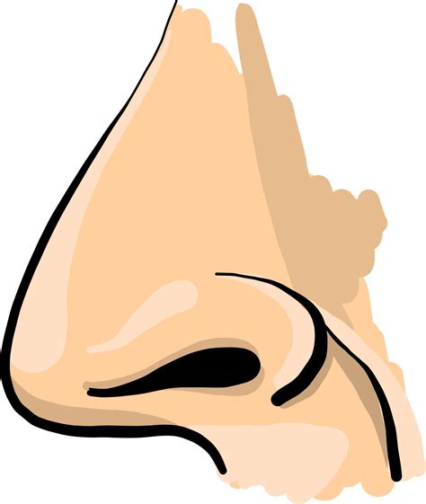 Human nose, illustration, vector on white background. 13611685 Vector ...