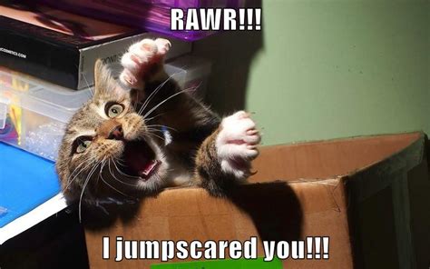 RAWR!!! - Lolcats - lol | cat memes | funny cats | funny cat pictures with words on them | funny ...