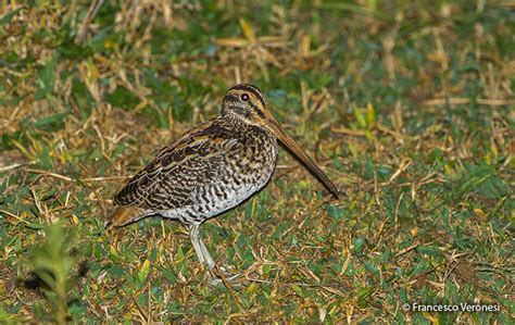 Giant Snipe (Gallinago undulata) - Peru Aves