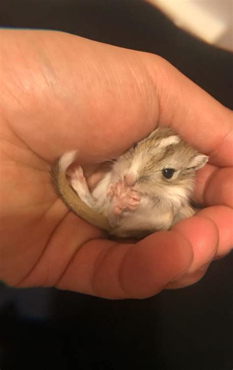 Baby Gerbils For Sale | in Oval, London | Gumtree