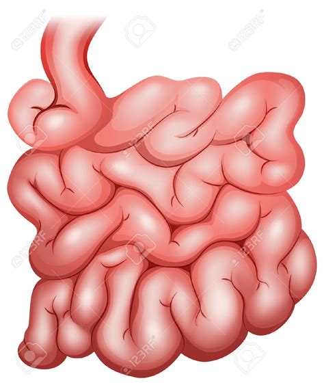 Small Intestine Clip Art | Images and Photos finder