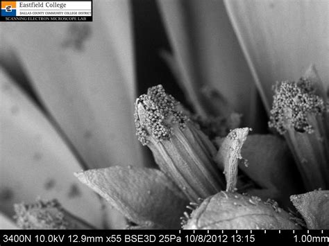 Scanning Electron Microscope Blog: My Favorite Harbinger of Fall