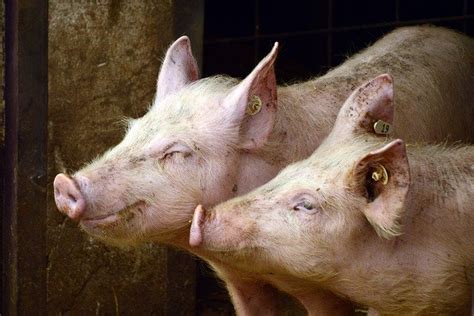 FDA-approves-genetically-engineered-pigs-for-both-food-and-medical-use