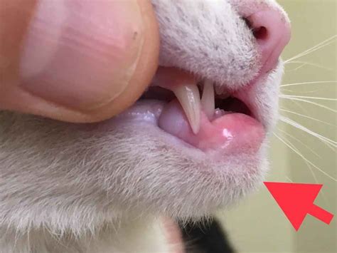 6 Causes of Lip Sores & Mouth Ulcers in Cats | Walkerville Vet