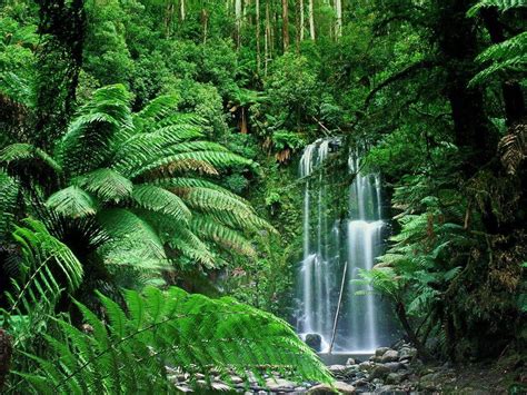 Nature Wallpaper : Tropical Forest Wallpaper | I - Celebes