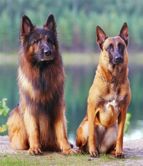 Belgian Malinois Vs German Shepherd: Check the Differences