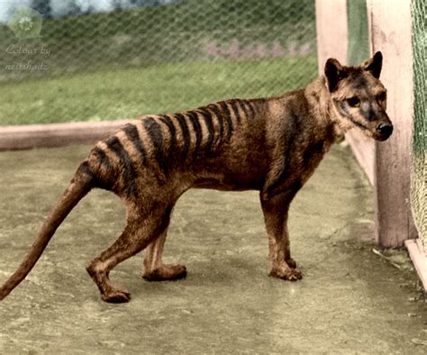 Thylacine Rediscovered—Or Not | Werewolves