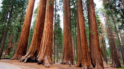 Visit Sequoia National Park: Best of Sequoia National Park, California Travel 2022 | Expedia Tourism