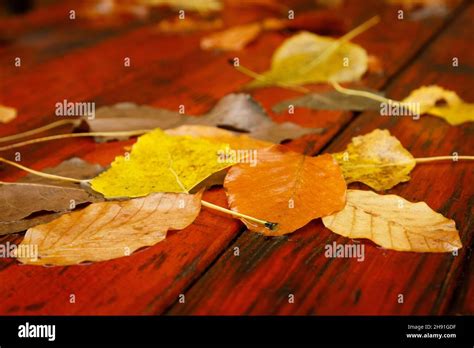 fall leaves on a red picnic table Stock Photo - Alamy