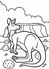 Kangaroo Image To Print And color  Kangaroo Coloring Pages For Kids sketch template