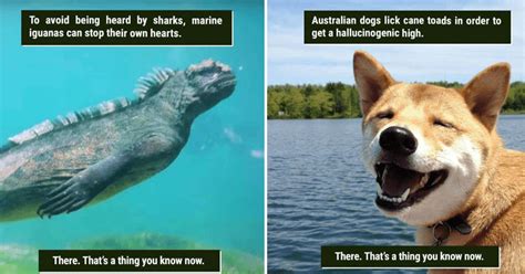 39 Freaky Animal Facts That Are Probably New To You - Memebase - Funny Memes