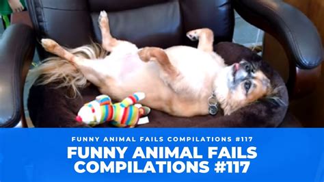 Funniest Pets and Animals Fails of the Week! #2 🟡🐶 Funny Animal Fails Compilations #117 ...