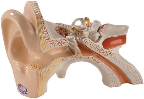 Denoyer Geppert Functional Human Ear Model Giant Three-Part Ear Model