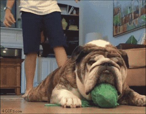 Startled-bulldog-protects-ball