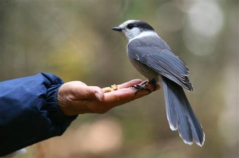 Meet the elusive grey jay, top choice for Canada's national bird | CBC News