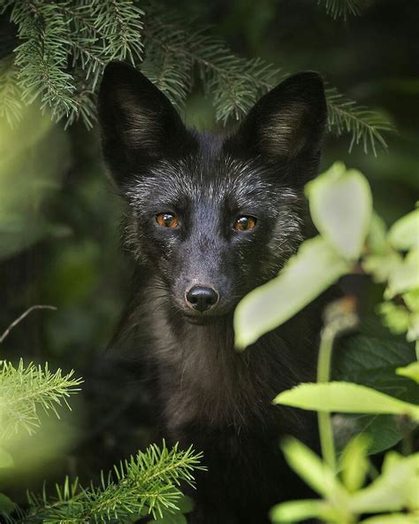 Silver Fox Pup by Jeff Dyck | Fox pups, Pet fox, Fox