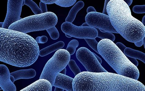 Microorganisms 1080P, 2K, 4K, 5K HD wallpapers free download | Wallpaper Flare