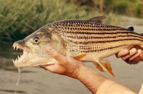 Fishing For Tiger Fish With Razor Sharp Teeth In Botswana Looks Like ...