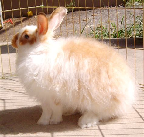 Angora Rabbit: Origin, Characteristics, Uses, Photo