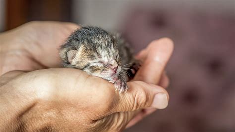 Newborn kitten care: the important things to know