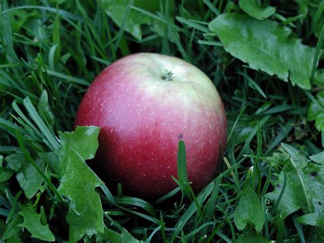 Free picture: red, sweet, apple, grass
