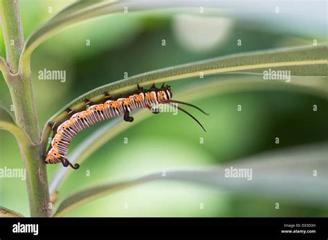 Euploea Core. Common crow butterfly caterpillar in the indian ...