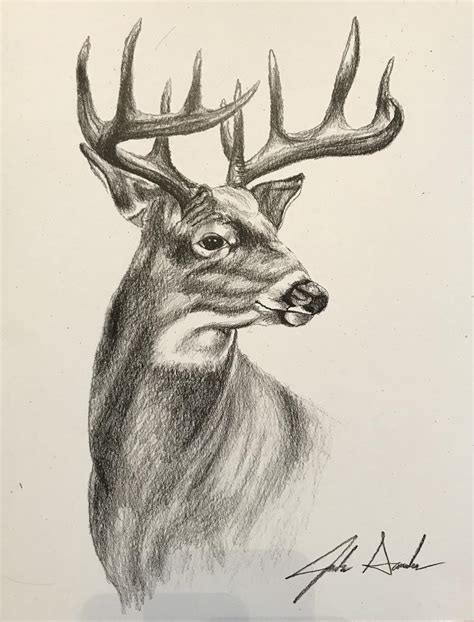 Buck Drawing at PaintingValley.com | Explore collection of Buck Drawing