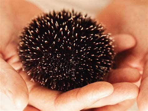Removal of sea urchin spines | Anna Liamo