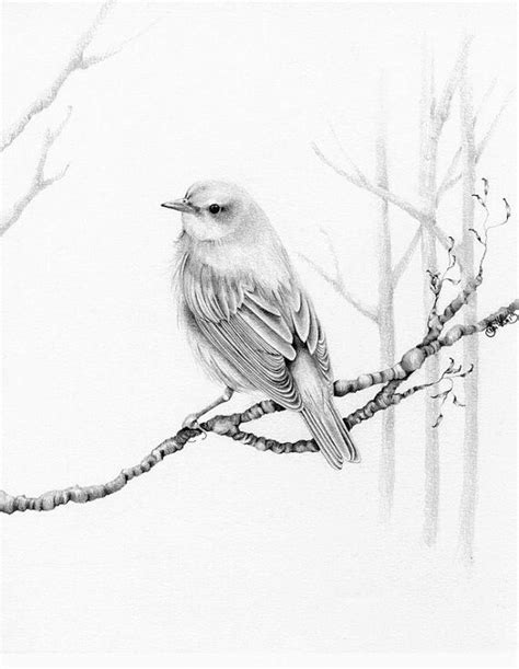 Pin by A.H.Disain Villavandik on Backrounds | Bird pencil drawing, Bird ...