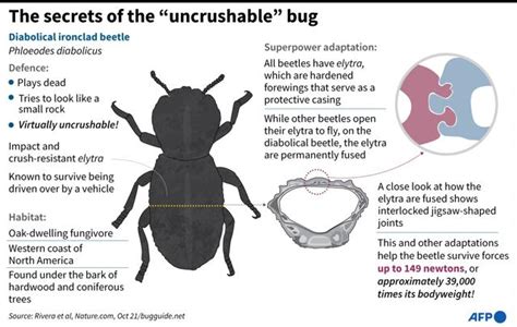 Can’t crush this: Diabolical ironclad beetle’s armour gives clues to ...