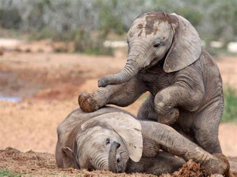 🔥 Download Cute Baby Elephant Pictures by @nhill | Baby Elephant ...