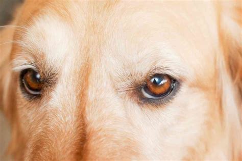 6 Causes Of Red Eyes In Your Golden Retriever - Retriever Advice