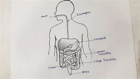 Pencil drawing of human digestive system step by step for beginners/digestive system - YouTube