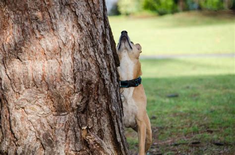 Dog Chasing Squirrel Stock Photos, Pictures & Royalty-Free Images - iStock