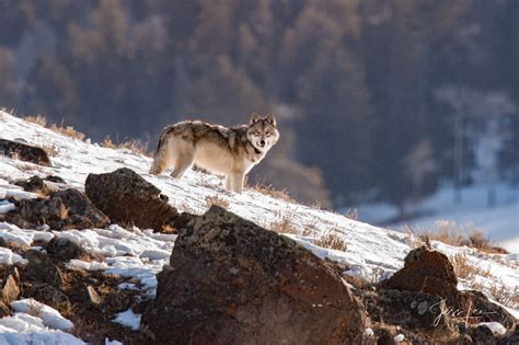 Wolf Photos | Photography of Wolves in the wild | Yellowstone wolves ...