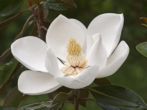 Magnolia Flower