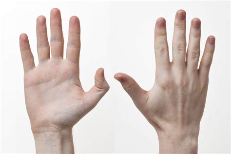 Hand – Wikipedia