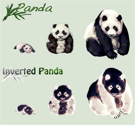 Adopt -Panda- by elen89 on DeviantArt