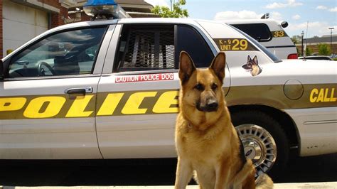 Police Dogs Wallpapers - Wallpaper Cave