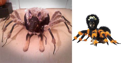 This Tarantula Dog Costume Turns Your Pooch Into a Giant Spider For Halloween