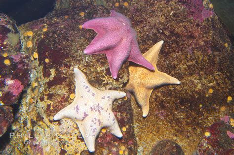 Bat sea star, Asterina miniata, #14018