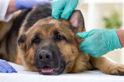 9 German Shepherd Ear Infection Symptoms Explained