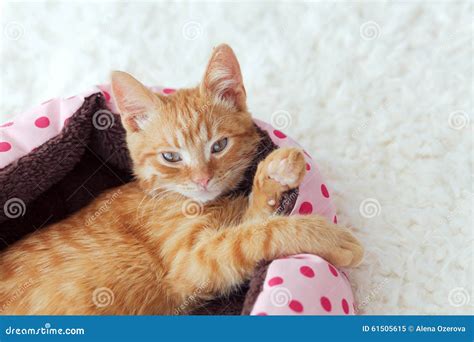 Kitten sleeping in the bed stock image. Image of relax - 61505615