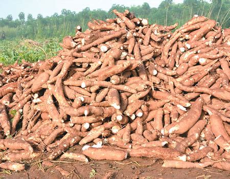 Farmer attributes fall in price of garri to increased cassava production | NTA.ng - Breaking ...