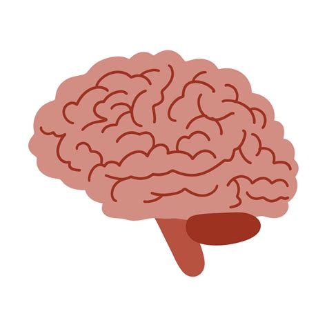 Illustration of human brain 36004776 PNG