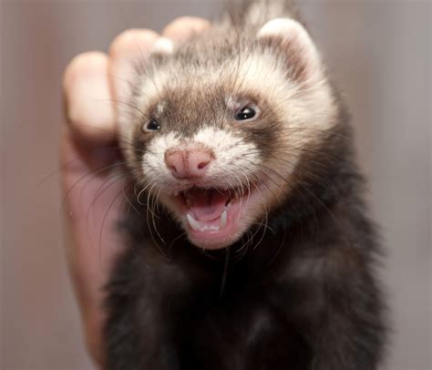 Brushing Your Ferret\'s Teeth--A Guide - Ferret Lovers